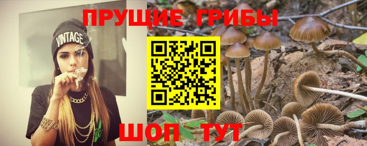 как найти   Псилоцибиновые грибы мицелий  Вход с VPN  Гусь-Хрустальный 